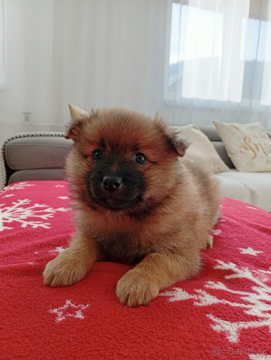 Nemecký trpaslíčí špic - 3