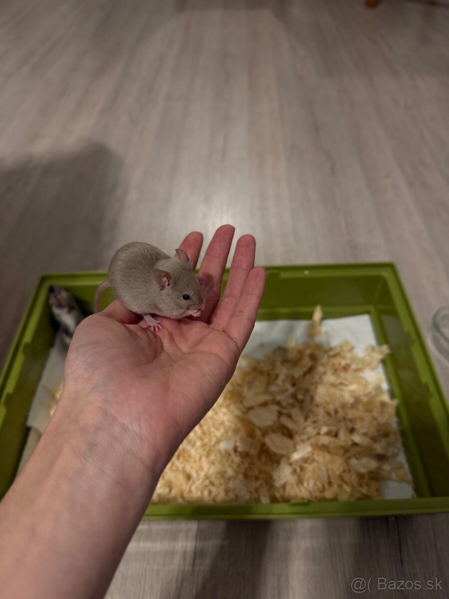 Myší - 3