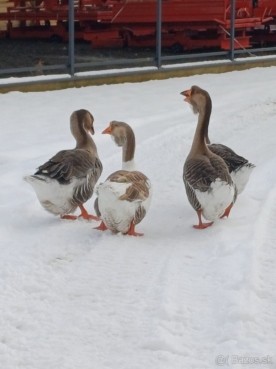 Cholmogorské Husi - 3