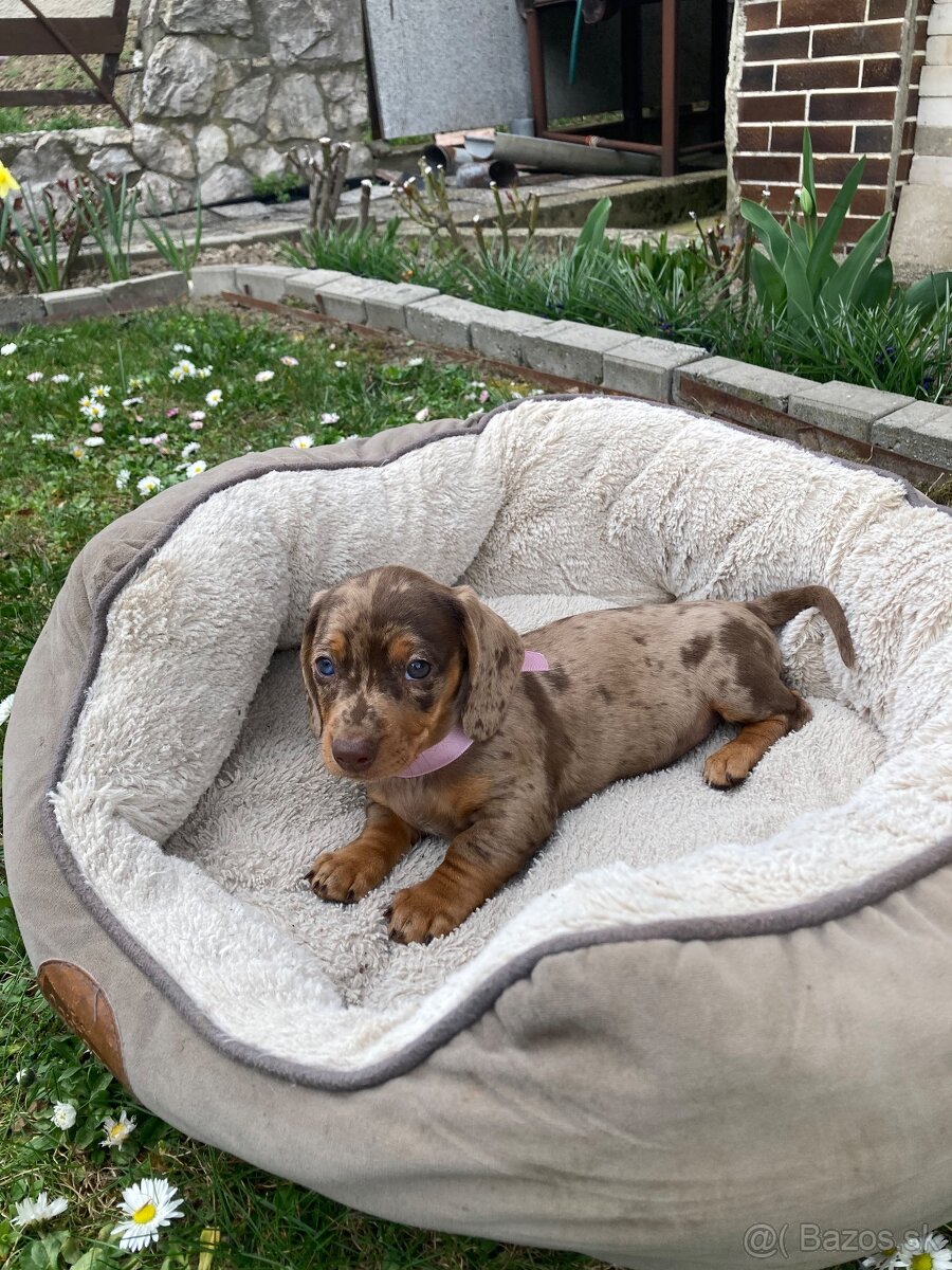 Jazvečík trpasličí krátkosrstý - 3