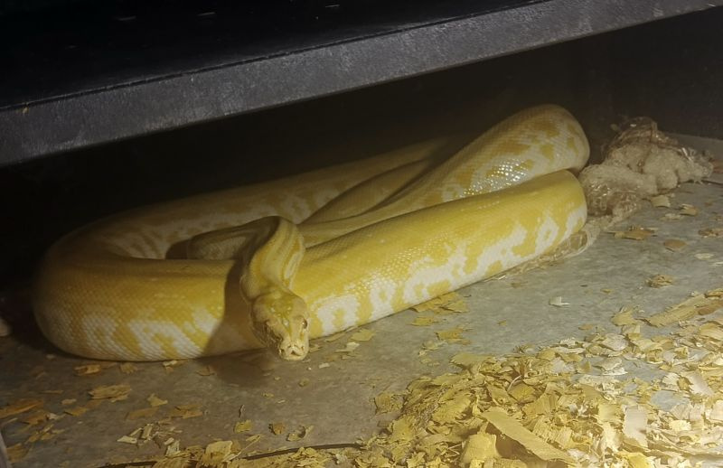 Python m. bivittatus - 3