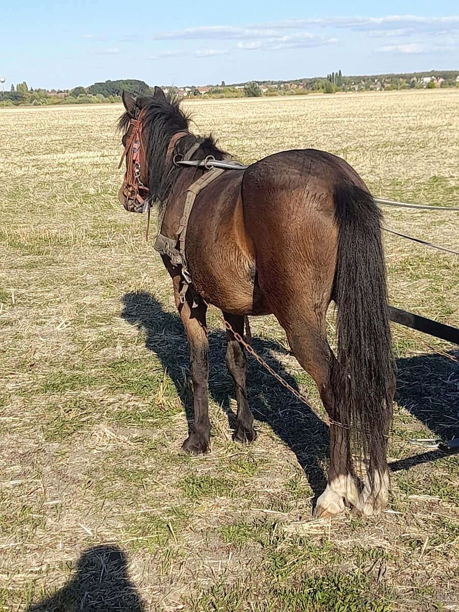 Predam welsh pony - 3