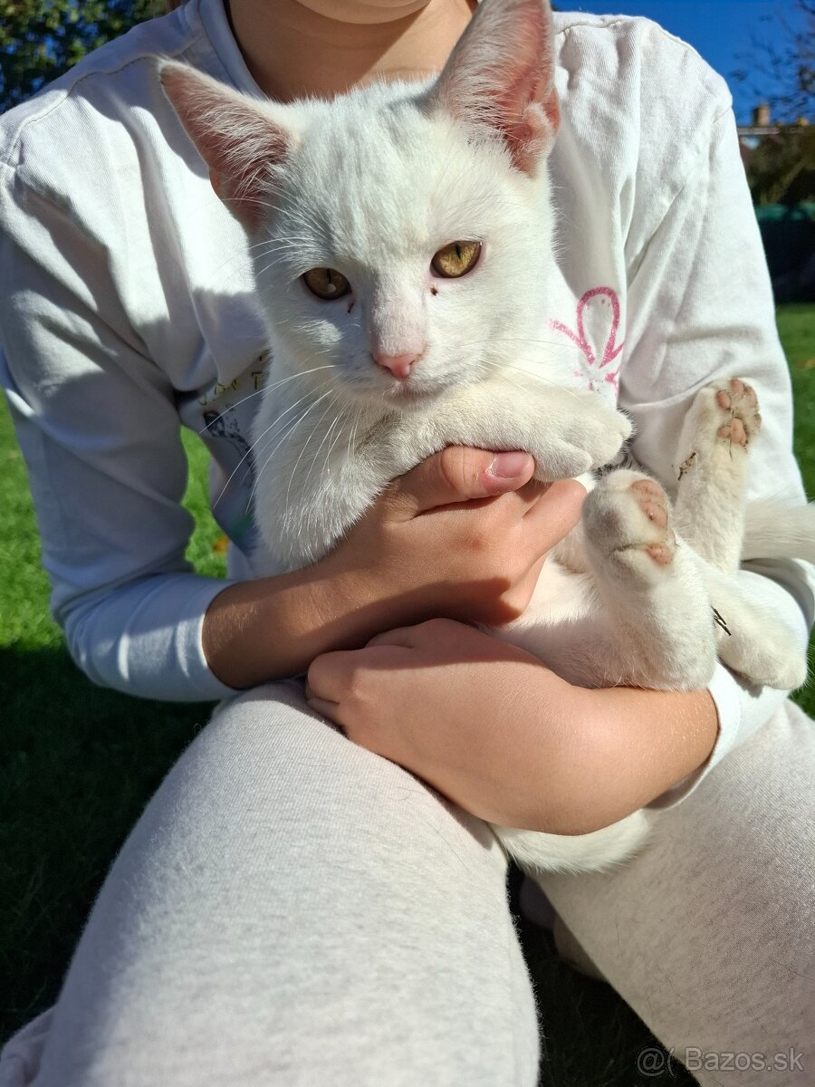 Darujem mačiatka - 3