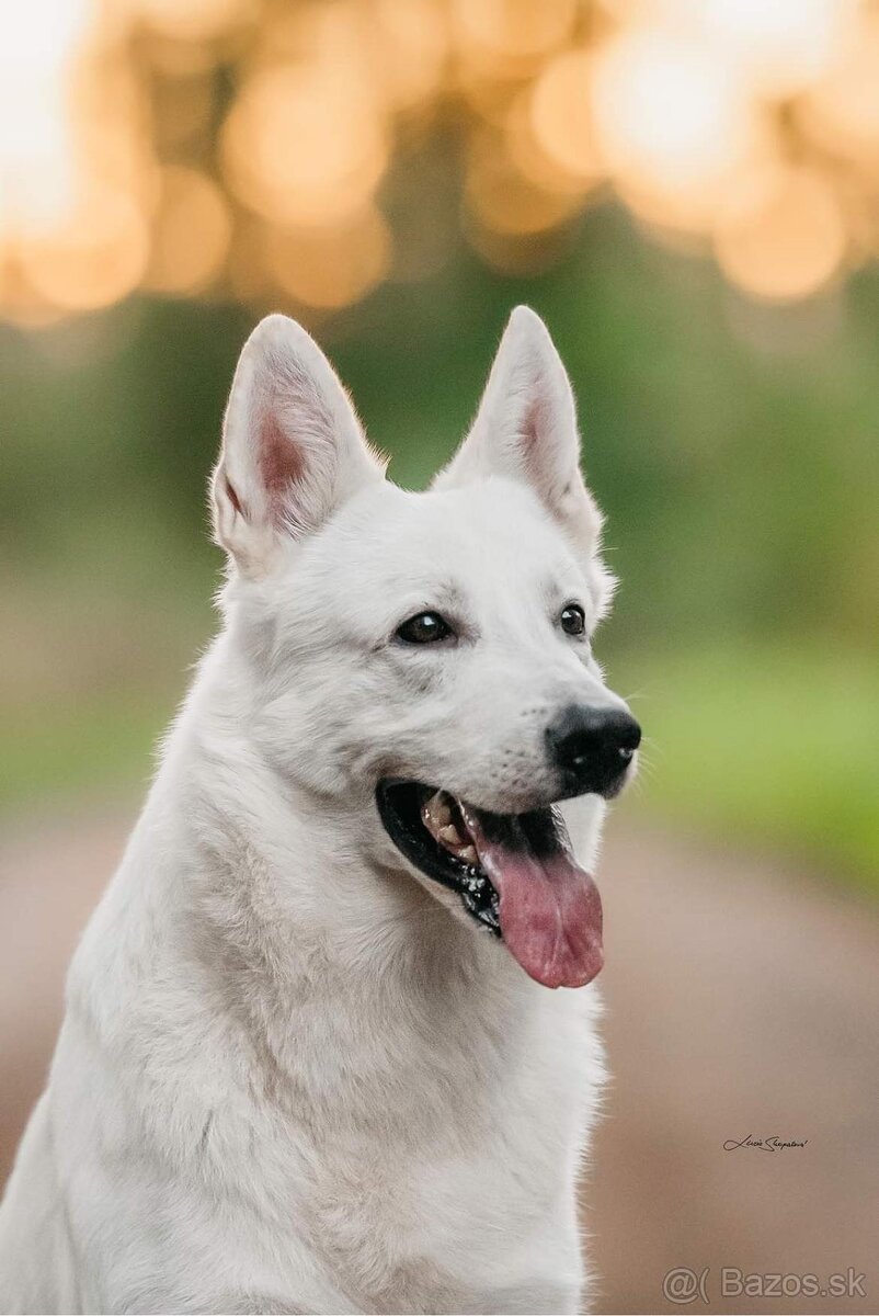 Biely švajčiarsky ovčiak , s PP - 3