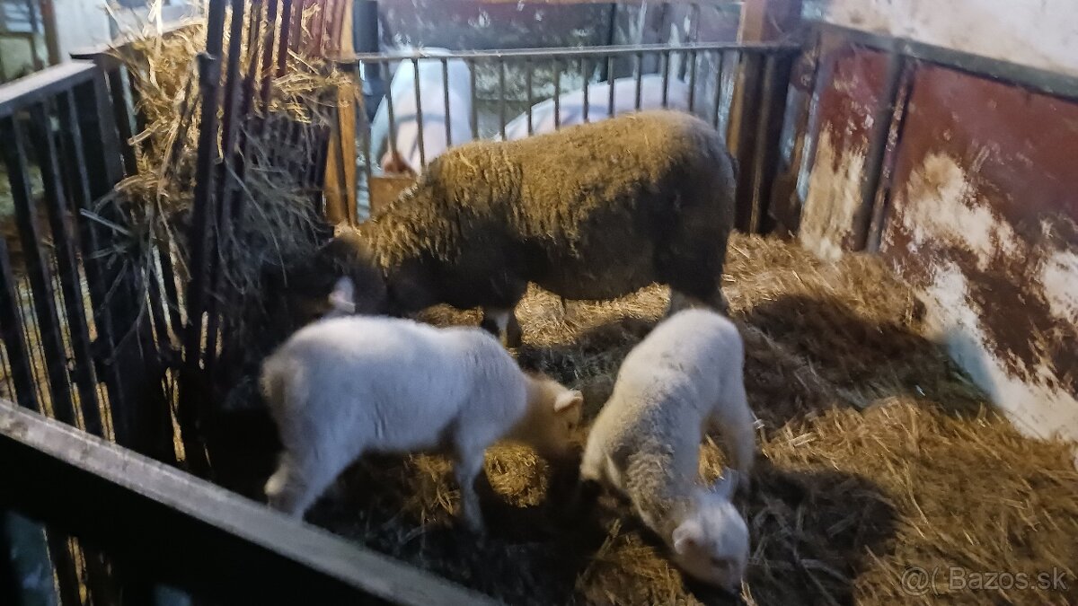 Predám ovce a barany - 3