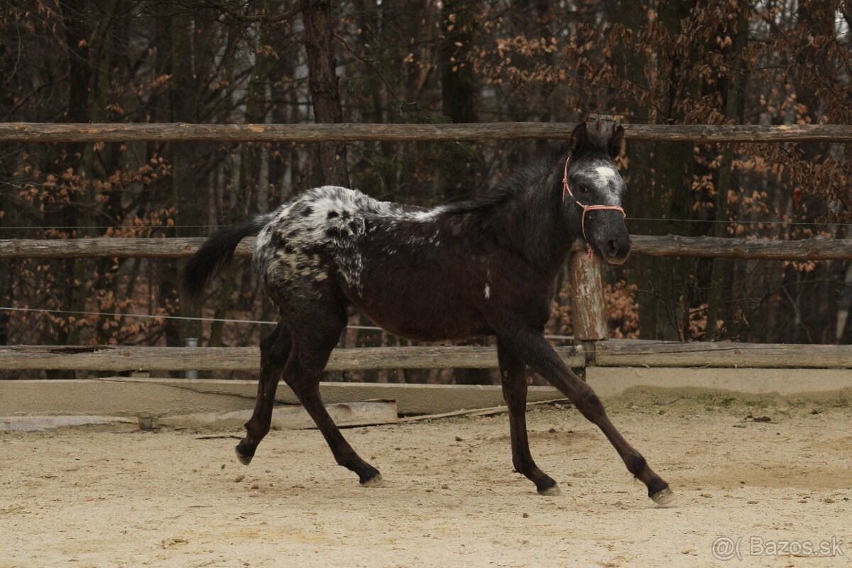 Black Pintaloosa SND Maxie - 3