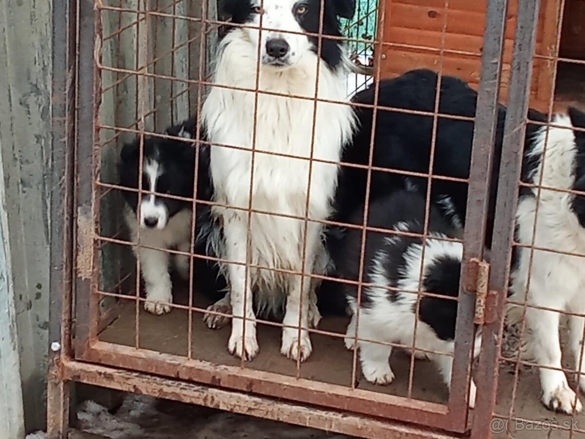 Predám šteniatka - 3