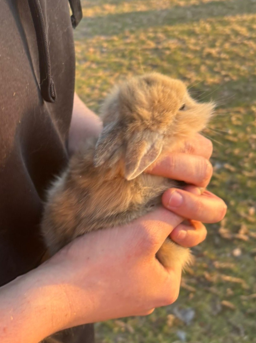 Domáci zajačik - 3