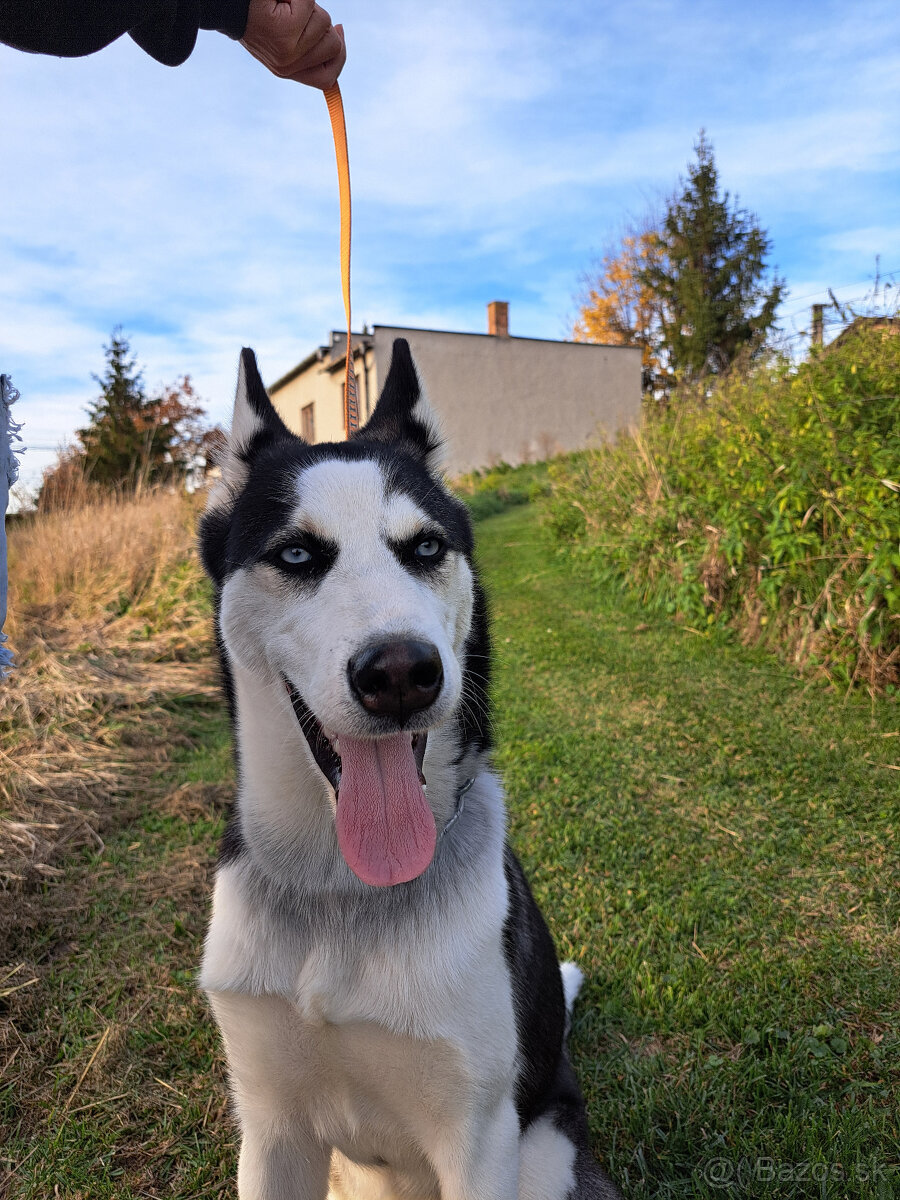 🐾 DARUJEME DO DOBRÝCH RÚK – SIBÍRSKA HUSKY DAISY 🐾 - 3