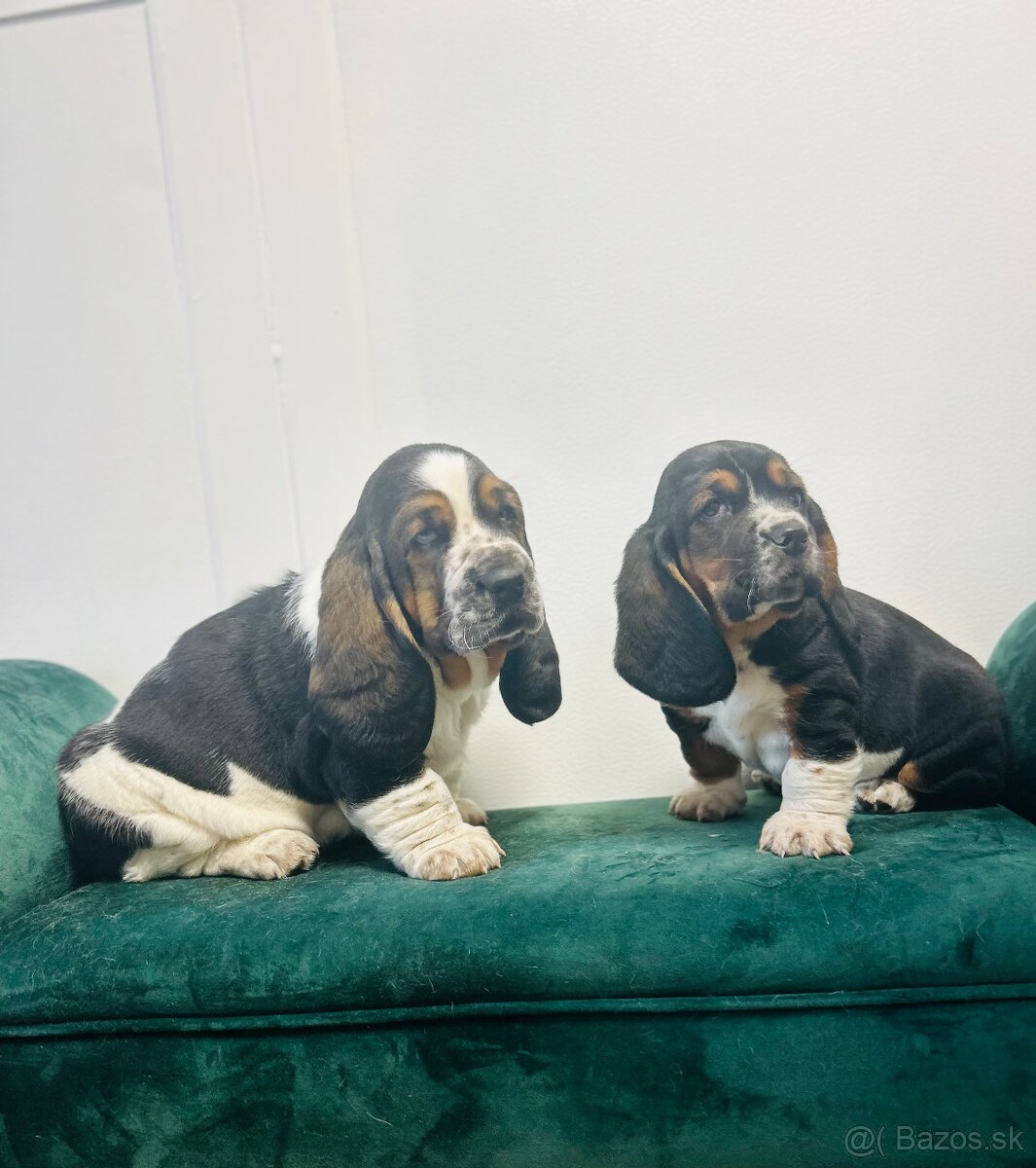 Basset hound šteniatka - rezervacie - 3