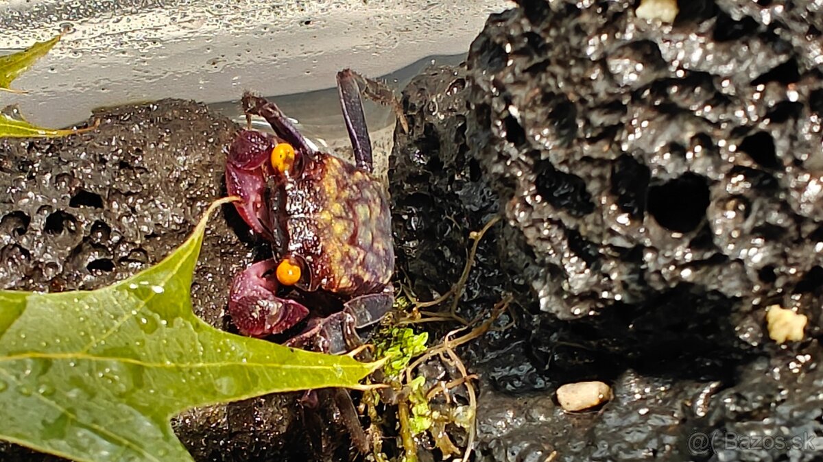 Kraby Geosesarma dennerle - 3