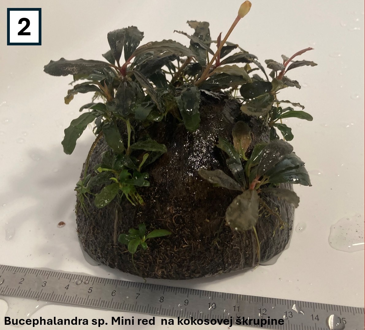 Akváriové rastliny na dekoráciach - 3