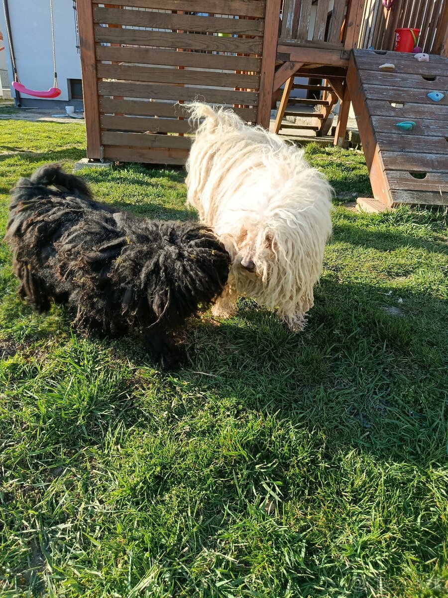 Puli na predaj/ Eladó puli kölykök - 3