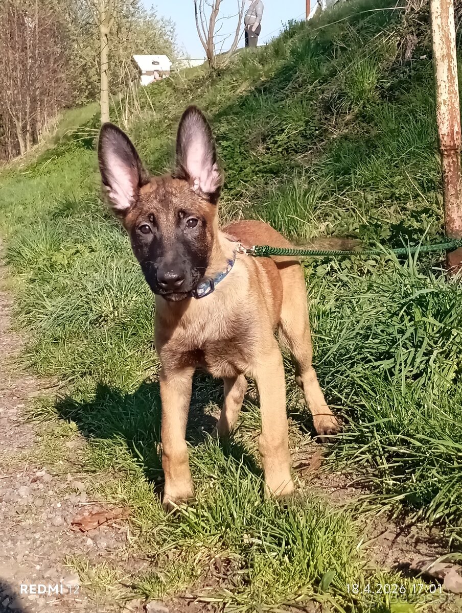 Belgický ovčiak Malinois s PP - 3