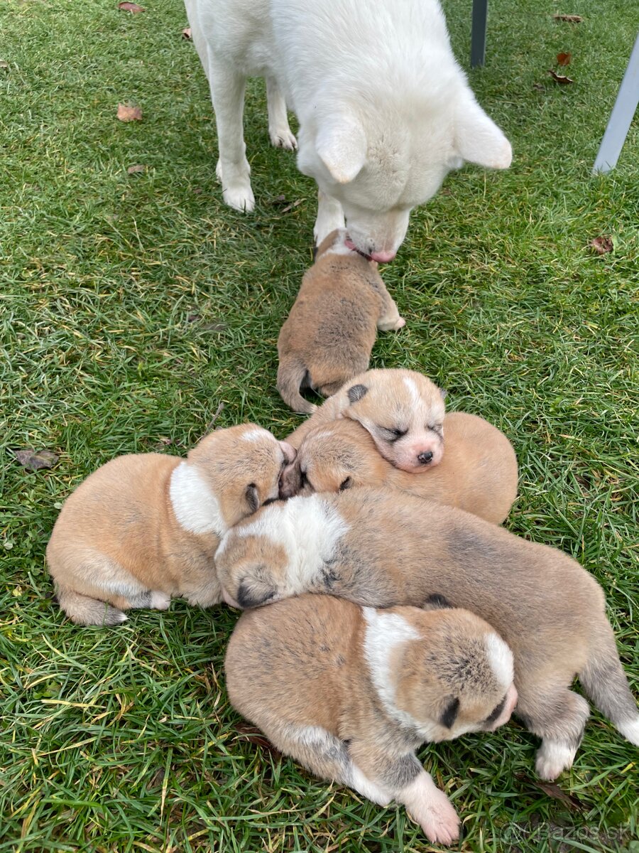 Čistokrvné šteniatka Akita inu - 3