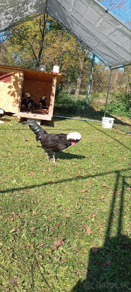 Zdrobnelá Holandanka čierna bielochocholatá - 3