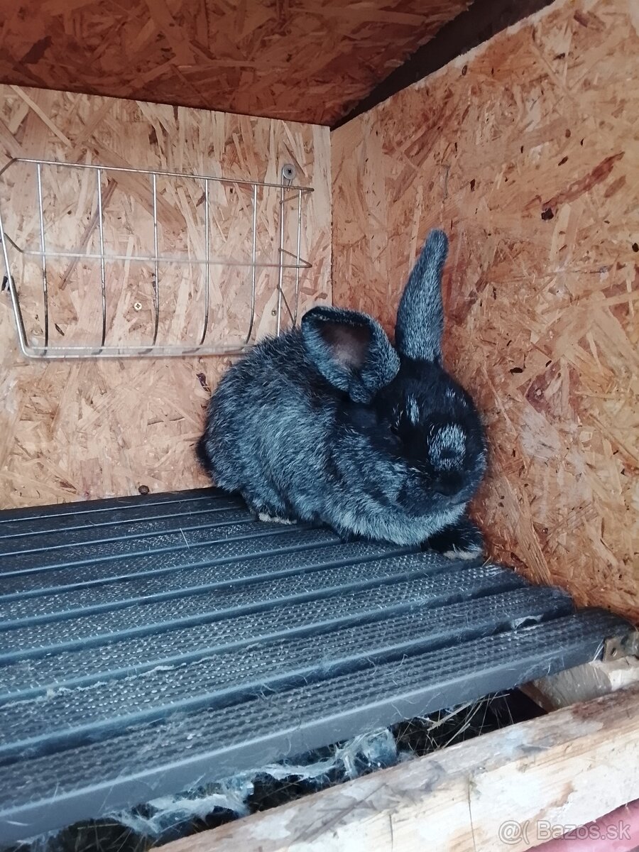Králik - 3