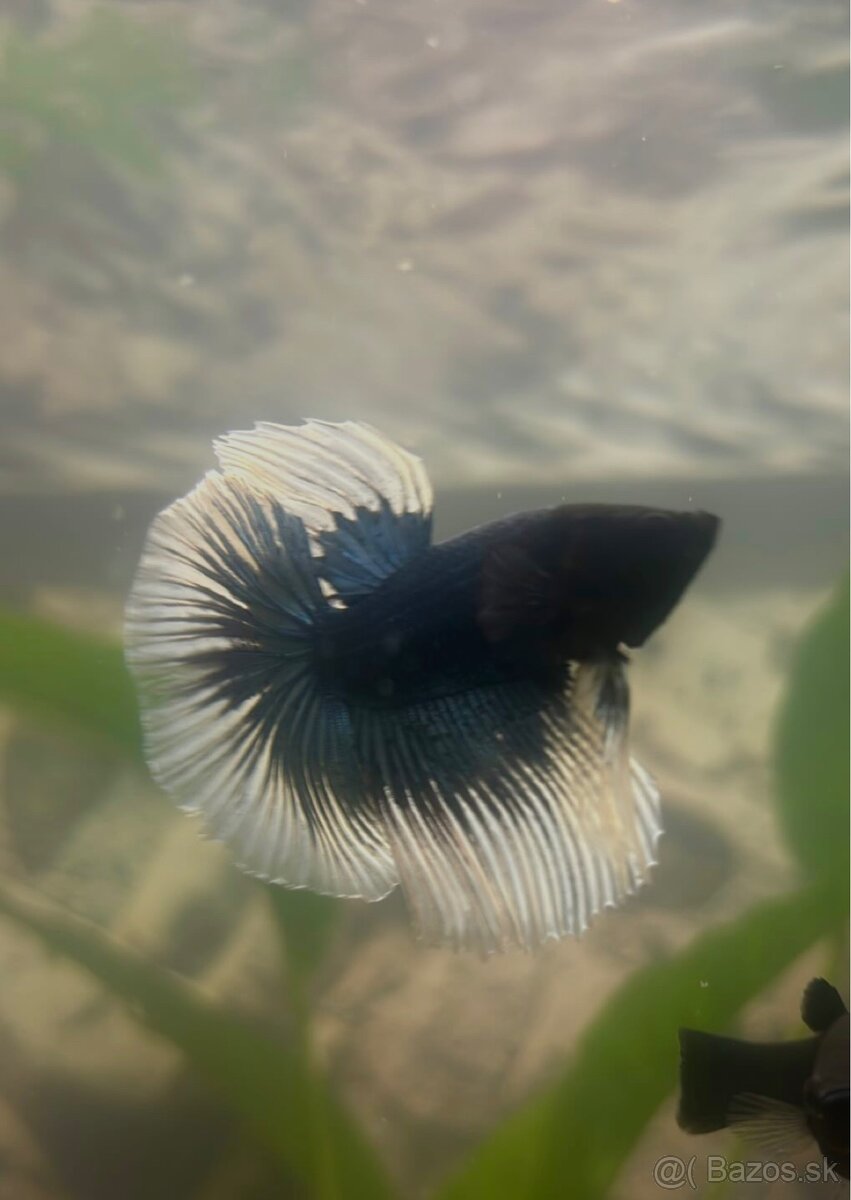 Samec bojovnica (Betta) - 3