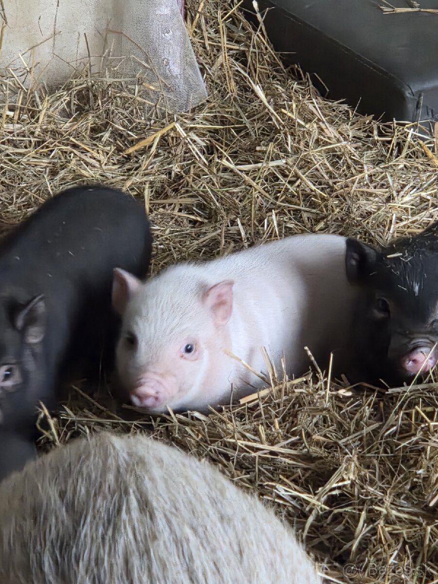 Vietnamské prasiatka - 3