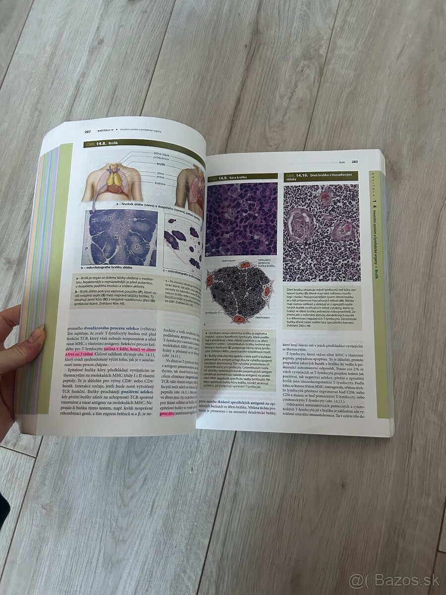 Janqueirove základy histológie - 3