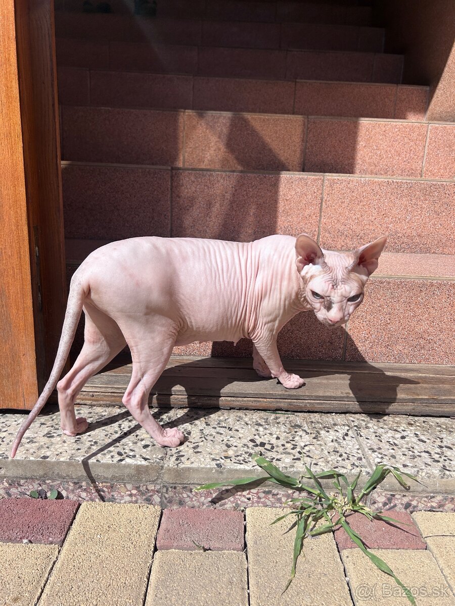 Don Sphynx PP - 3