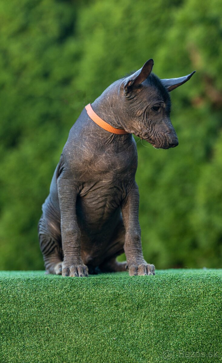 Mexický naháč - 3