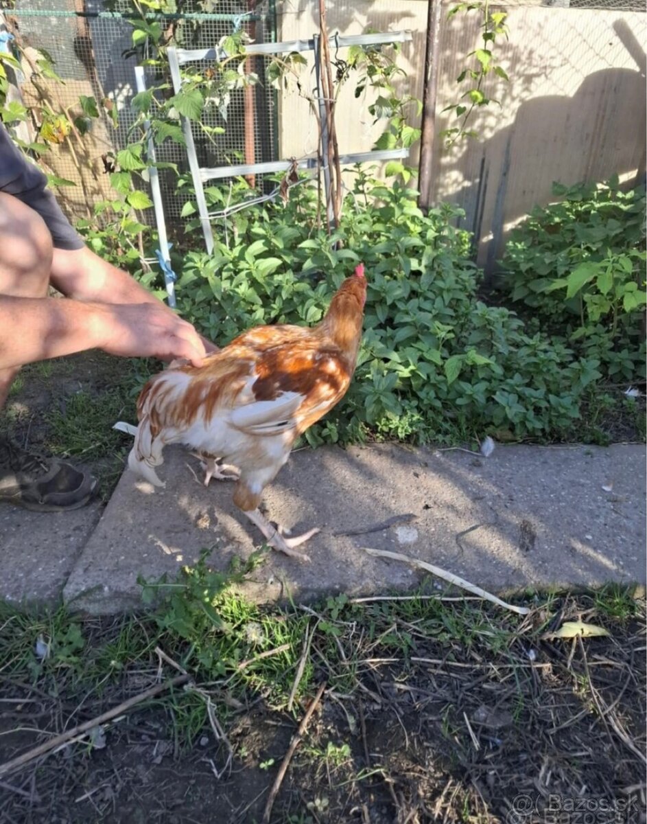 Predám 3 ks kohútov Dominant - 3