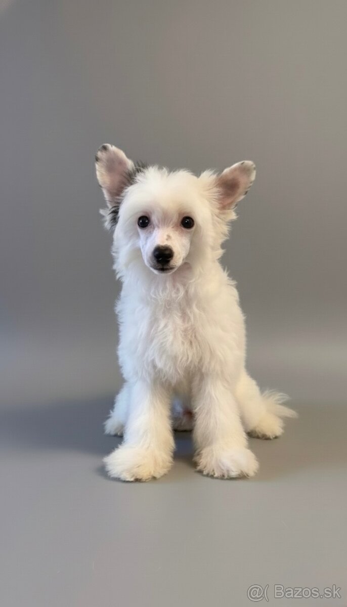 Čínsky chocholatý pes s PP -labutienka (osrstena varieta) - 3