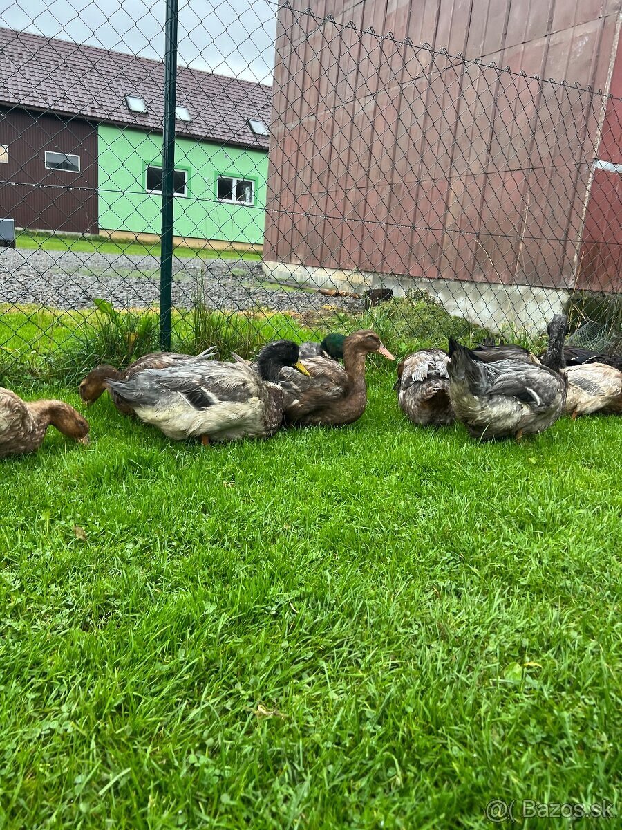 Ruánske kačice - 3