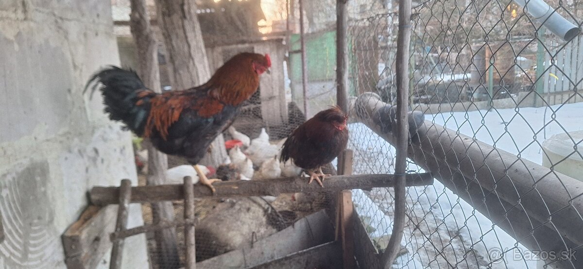 Predám mladých kohútov - 3