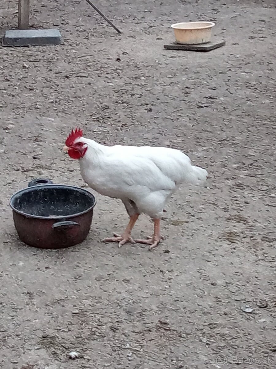 Mladý kohút do chovu - 3