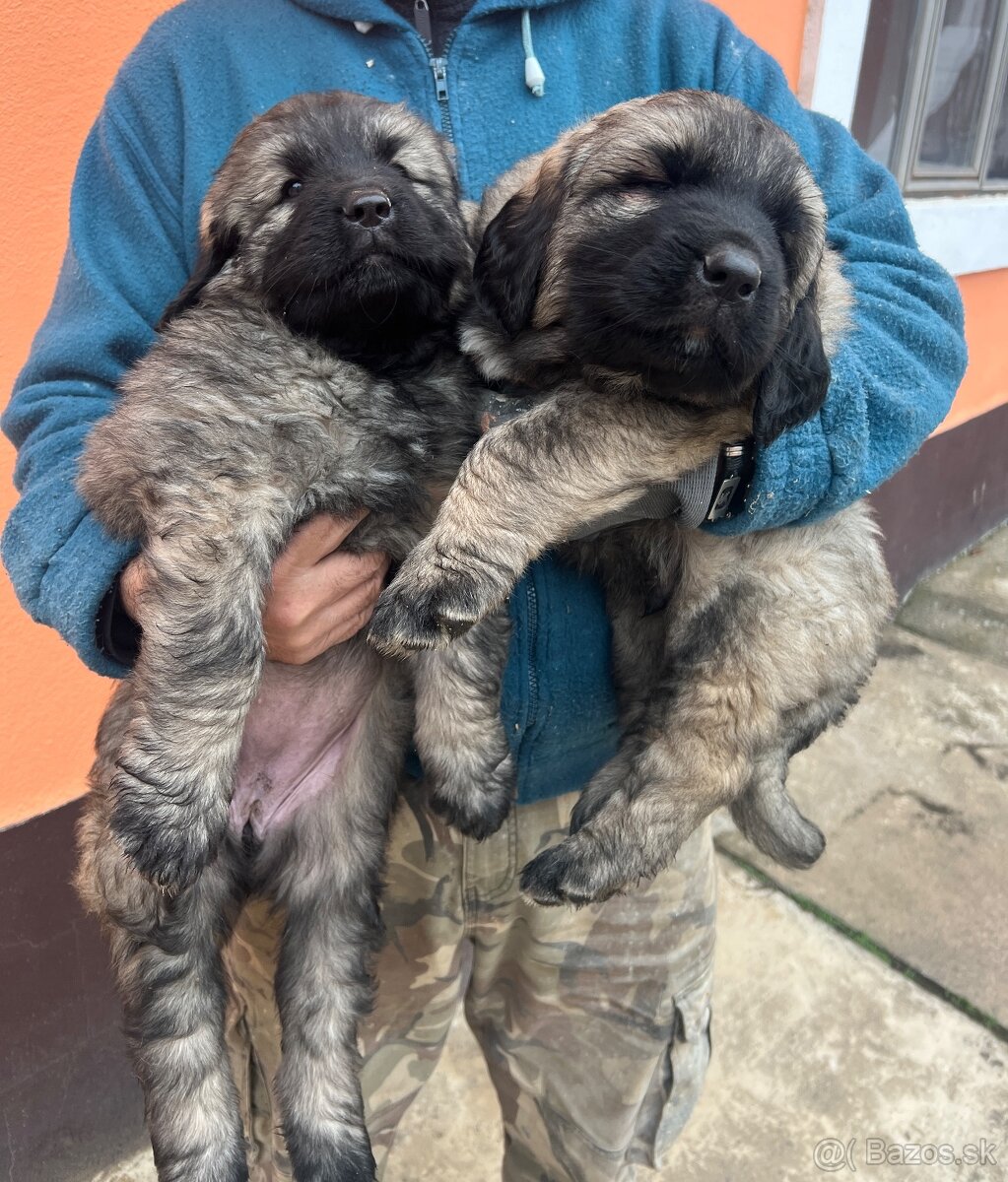Šteniatko Kaukazský ovčiak - 3