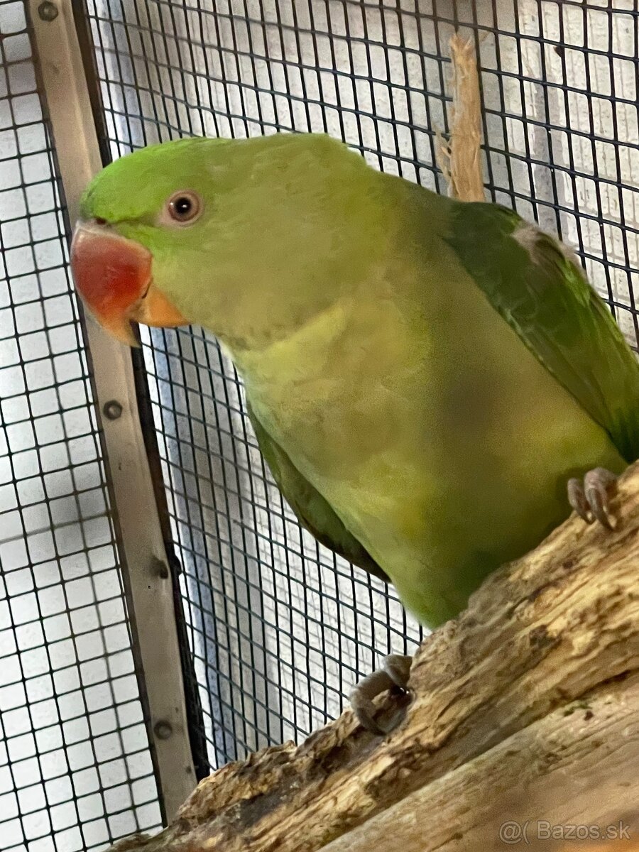 Alexander veľký - 3