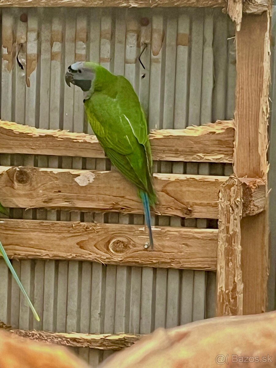 Alexander čínsky - 3