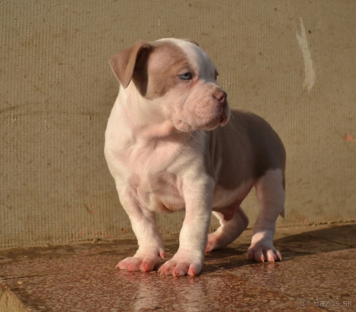 American bully pocket/standard - 3