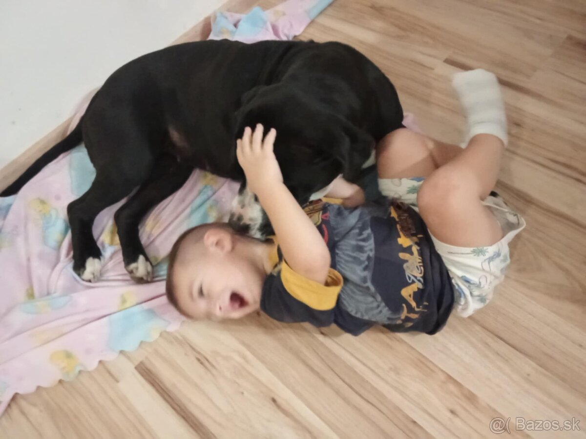 Darujem Staforda - 3