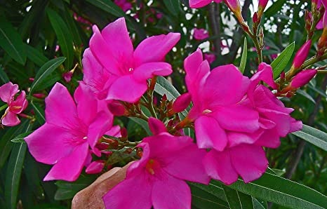 Oleandre - mladé zakorenené rastlinky - 3