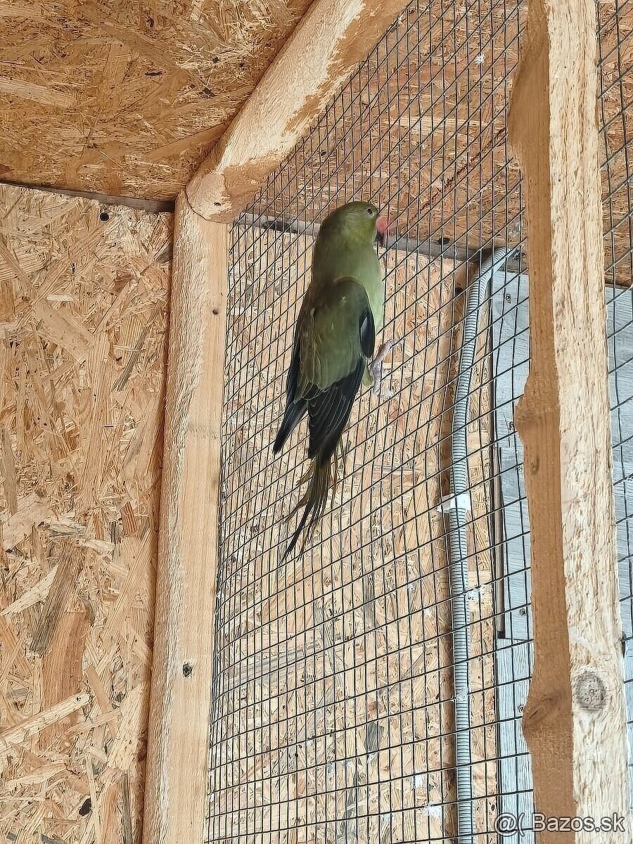 Alexander malý zelená oliva - 3