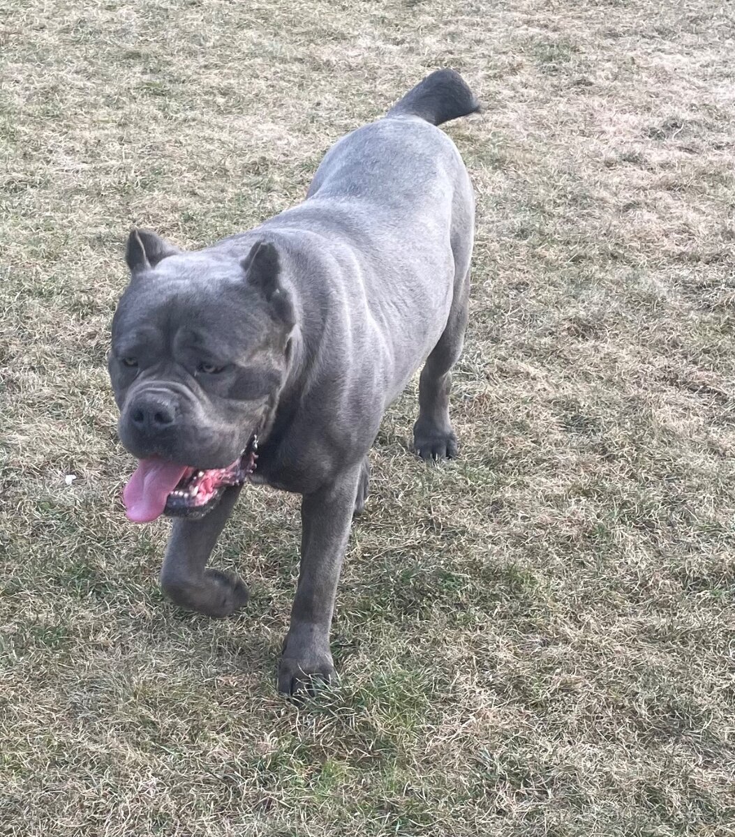 Cane corso - 3
