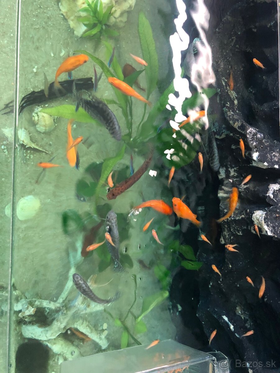 Akvárium - 3