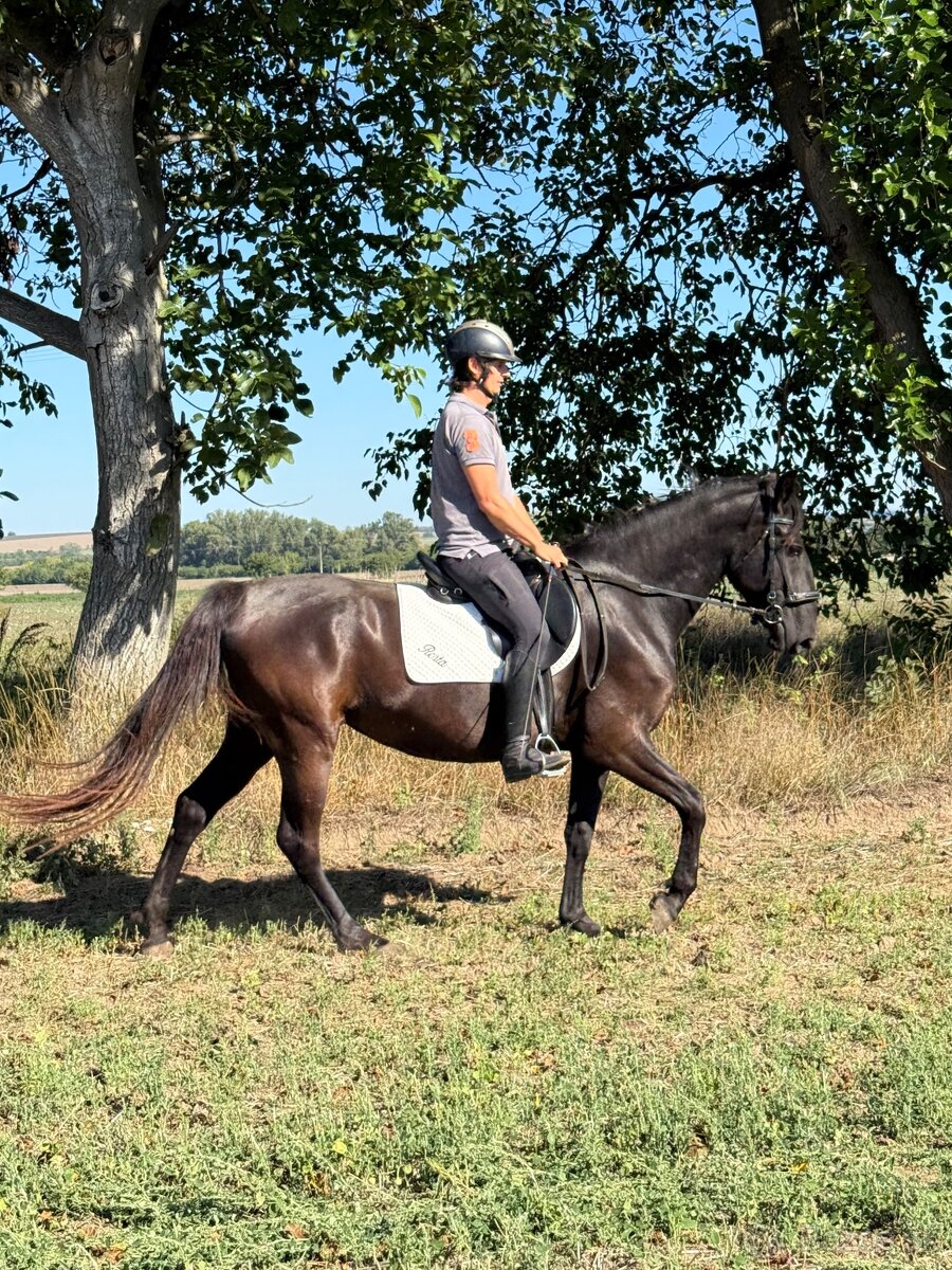 Predám Kladrubákov - 3