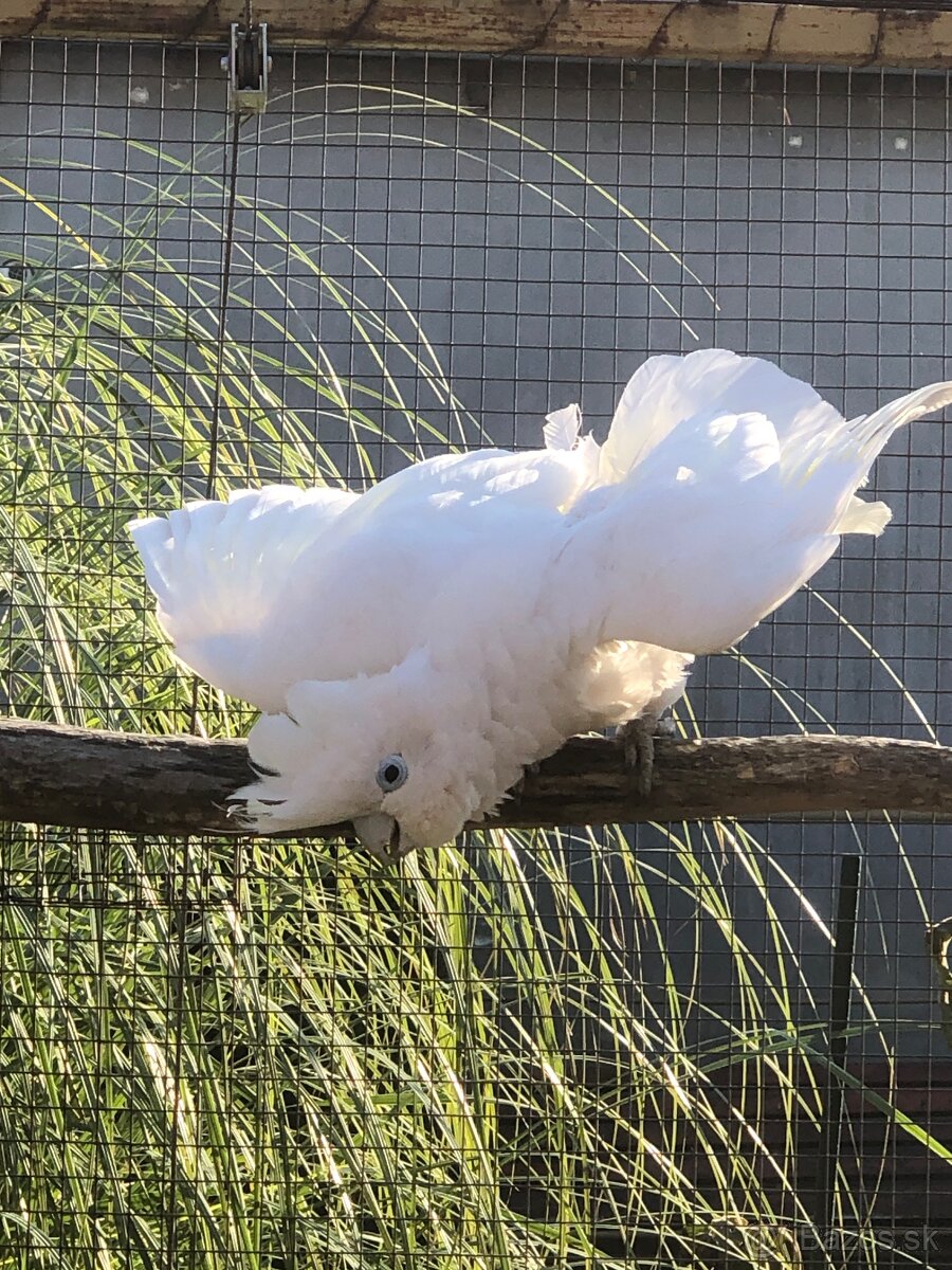 Kakadu šalamunsky - 3