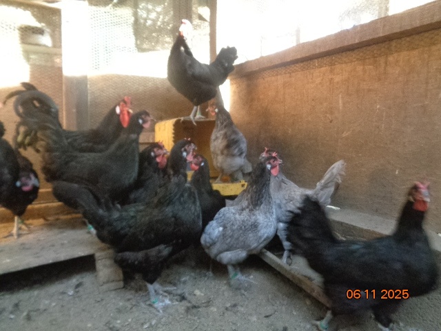 Sliepky Laflešky - 3