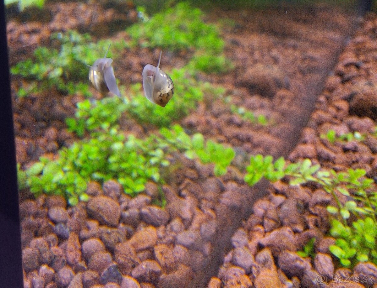 Darujem vodné slimáky do akvária - 3