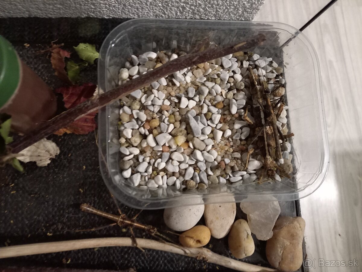 Darujem mladé strašilky sungaya - 3