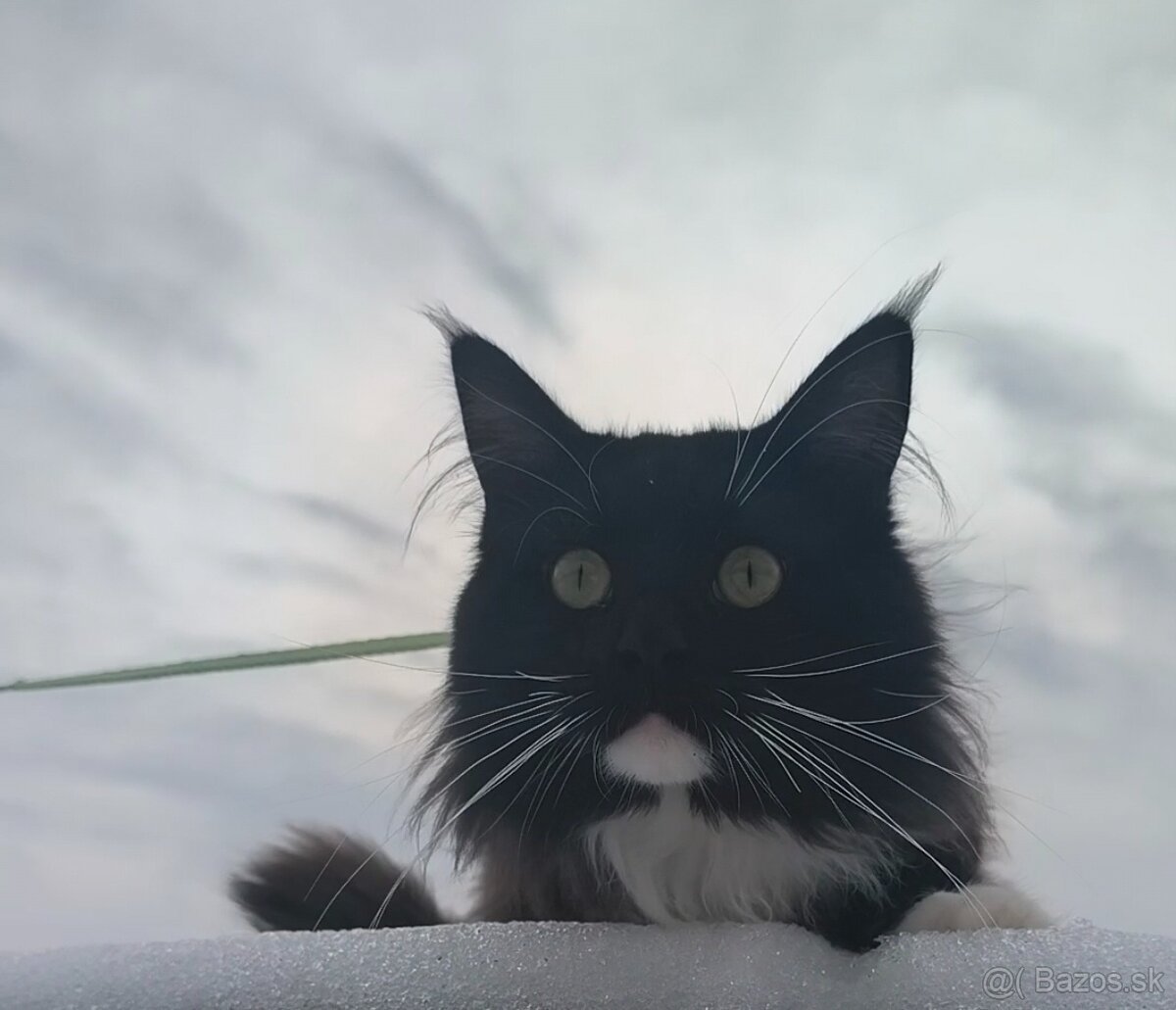 Mainska myvalia kocúr - 3