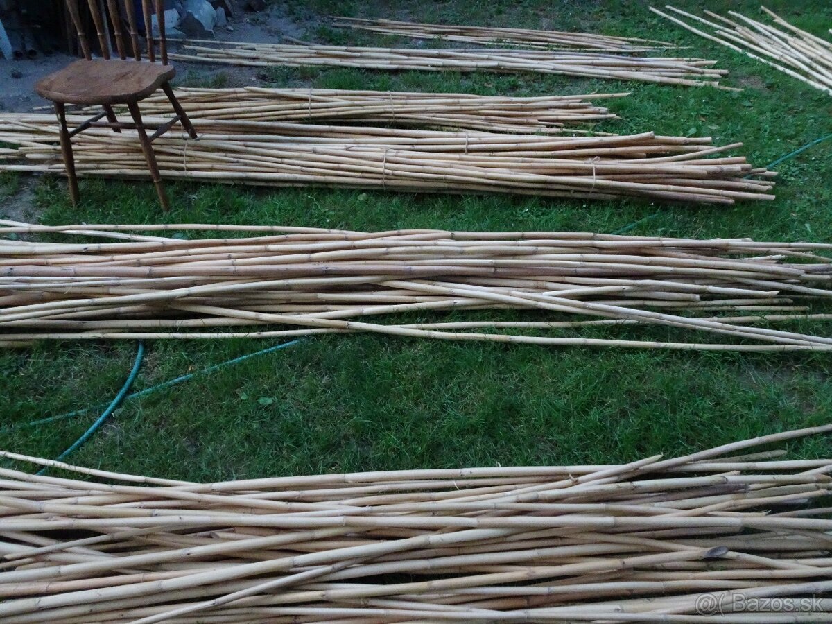 Predám stovky bambusov za symbolickú cenu rôznych dľžok - 3