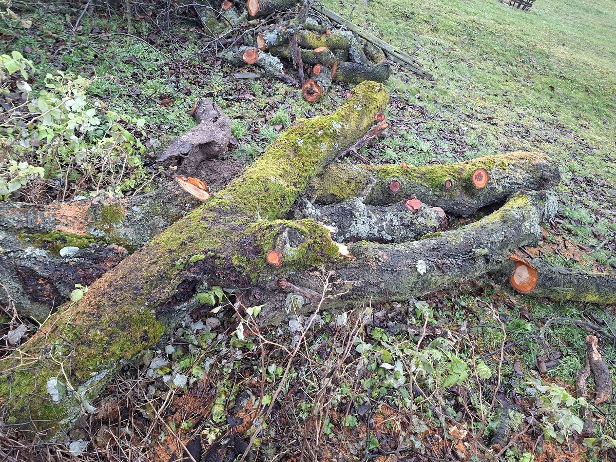 Čerešňová drevo - 3