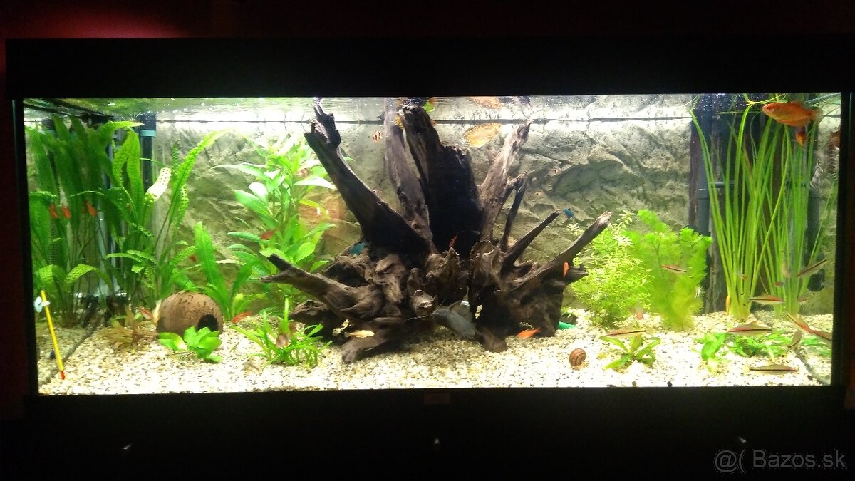 akvarium Juwel RIO 240 L - 3