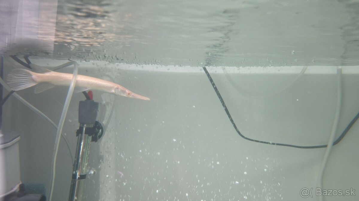 Atractosteus spatula - ALBINO - 3